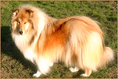 Hazelnut des Vergers de Iacchos