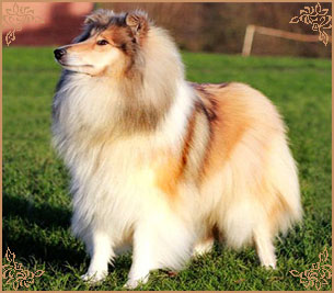 Hazelnut des Vergers de Iacchos