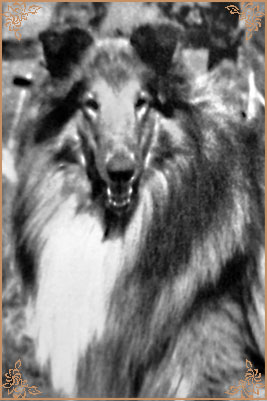 Helengowan Superior, Crufts Winners