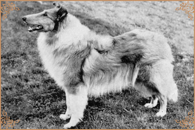 Inglebrook`s Wen Genny Inglebrook`s Wen Genny, Crufts Winners