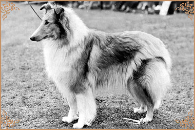 Inglebrook`s Wen Genny, Crufts Winners
