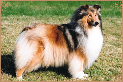 Ingledene Late Night Love Ingledene Late Night Love, Crufts Winners