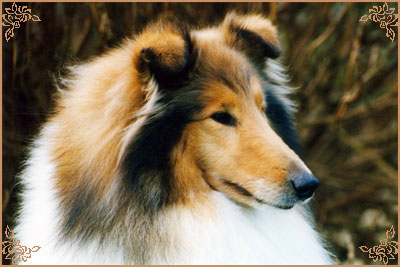 Ingledene Penny Lover, Crufts Winners