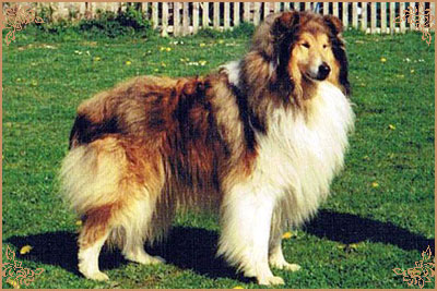 Jasand Jack Daniels Jasand Jack Daniels, Crufts Winners