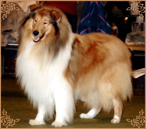 Jayverly Super Ted Jayverly Super Ted, Crufts Winners