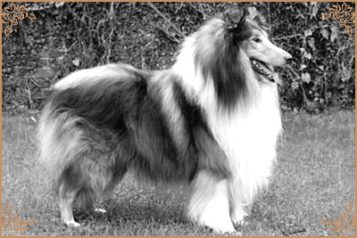 Jeffield Esquire Jeffield Esquire, Crufts Winners