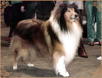 Jeffield Esquire, Crufts Winners