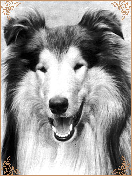 Jeffield Esquire, Crufts Winners