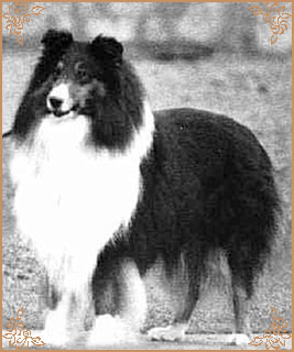 Jefsfire Clean Sweep, Crufts Winners