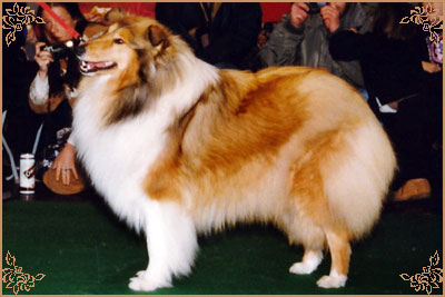 Jefsfire Francheska, Crufts Winners