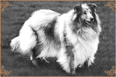 Kaywell Royal Velvet of Snowhart, Crufts Winners
