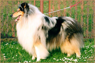 Kourika Blue Kascade