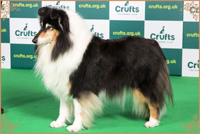 Ladnar Inkheart Ladnar Inkheart, Crufts Winners