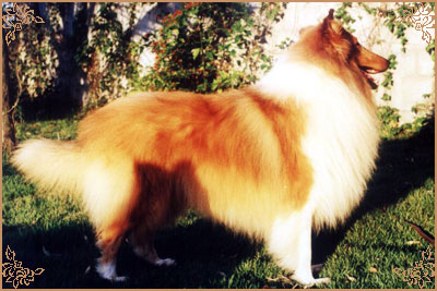 Lakefield Lohr of Stansfield