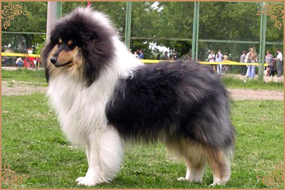 Лакнест Корнишмен, Laknest Kornishman