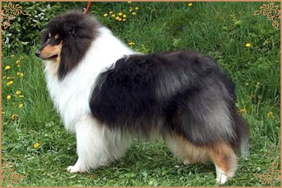 Лакнест Корнишмен, Laknest Kornishman