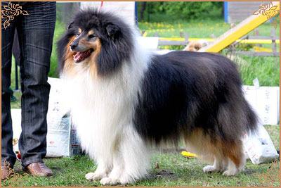 Лакнест Корнишмен, Laknest Kornishman