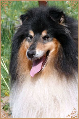 Лакнест Корнишмен, Laknest Kornishman