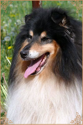 Лакнест Корнишмен, Laknest Kornishman