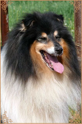 Лакнест Корнишмен, Laknest Kornishman