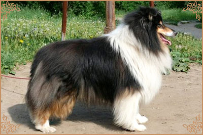 Лакнест Корнишмен, Laknest Kornishman