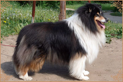 Лакнест Корнишмен, Laknest Kornishman