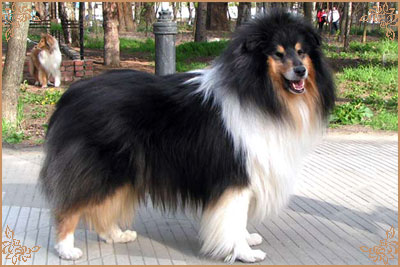 Лакнест Корнишмен, Laknest Kornishman