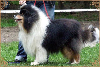 Лакнест Корнишмен, Laknest Kornishman