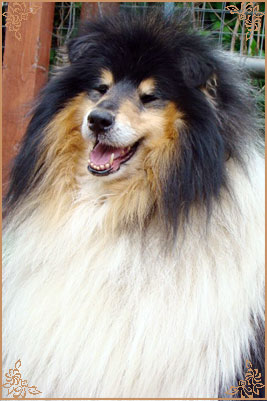 Лакнест Корнишмен, Laknest Kornishman