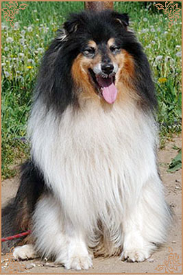 Лакнест Корнишмен, Laknest Kornishman