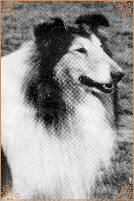 Landlubber of Ladypark