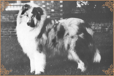 Lassina Let It Be Love, Crufts Winners