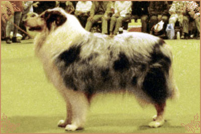 Lassina Let It Be Love, Crufts Winners