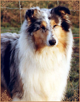 Lassina Let It Be Love, Crufts Winners