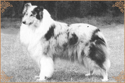 Lassina Let It Be Love Lassina Let It Be Love, Crufts Winners