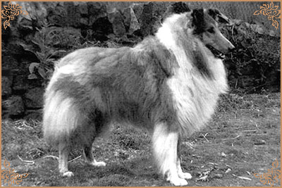 Leecroft Lover Boy of Dunsinane