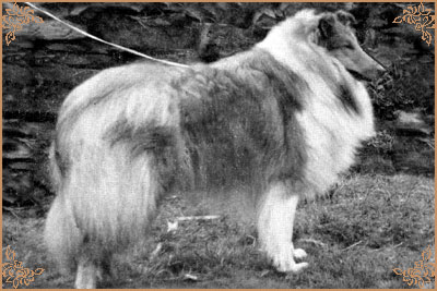 Leecroft Lover Boy of Dunsinane