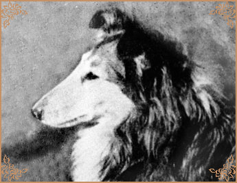 Lena of Ladypark, Crufts Winners