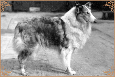 Lindy Lou of Ladypark