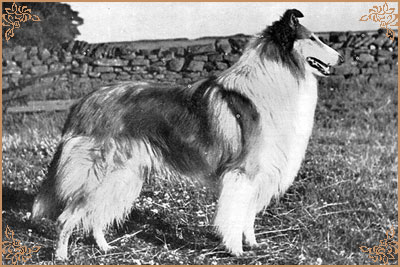 Lochinvar of Ladypark Lochinvar of Ladypark, Crufts Winners