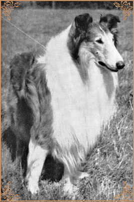 Lochinvar of Ladypark, Crufts Winners