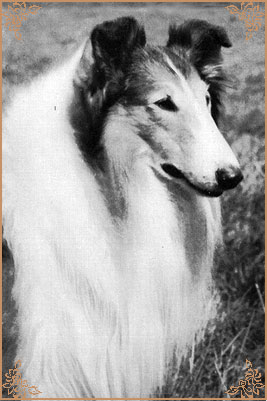 Lochinvar of Ladypark, Crufts Winners