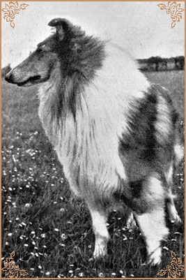 Lochinvar of Ladypark, Crufts Winners