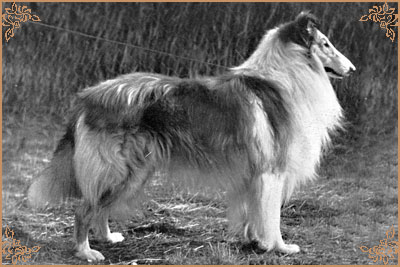 Lochinvar of Ladypark, Crufts Winners