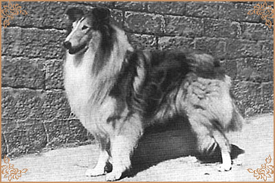 Lochinvar of Ladypark, Crufts Winners