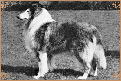 Lochinvar of Ladypark, Crufts Winners