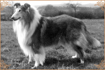 Lochinvar of Ladypark, Crufts Winners