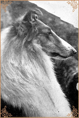 Lochinvar of Ladypark Lochinvar of Ladypark, Crufts Winners
