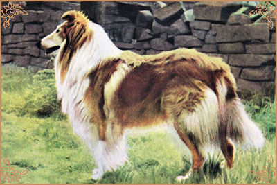 Lochinvar of Ladypark Lochinvar of Ladypark, Crufts Winners