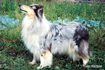 Lucky Star Crystal Cloud